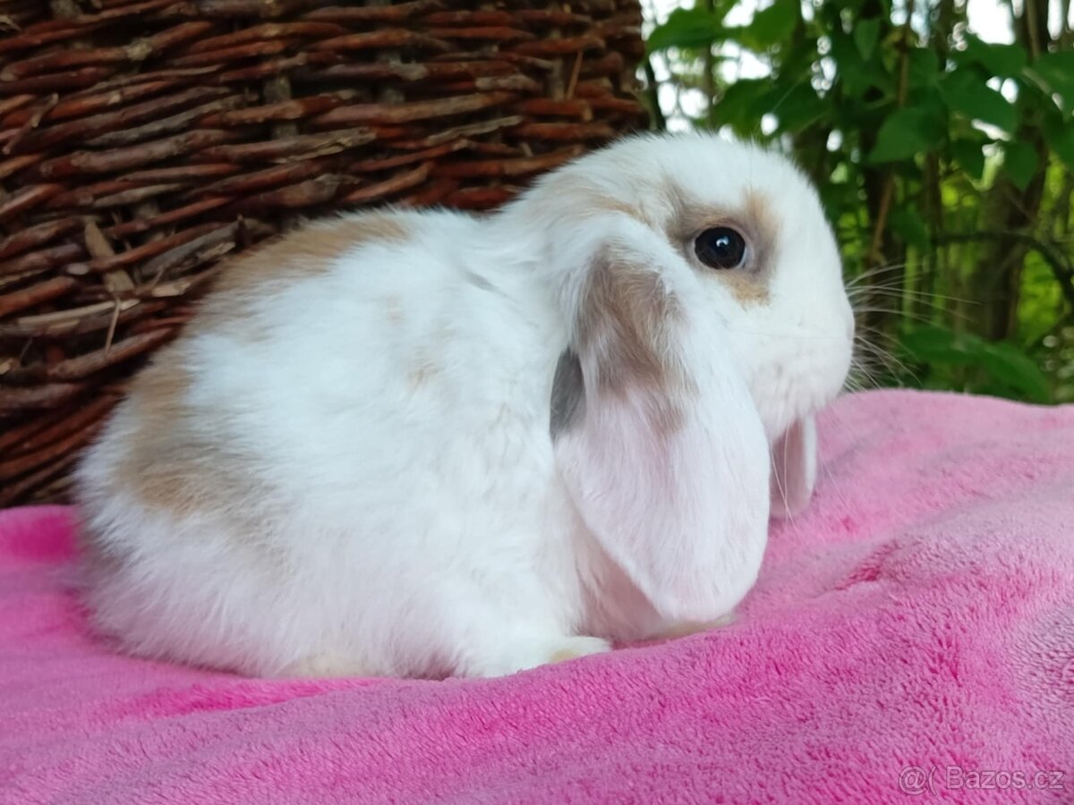 Anglický Zakrslý Beránek MINILOP