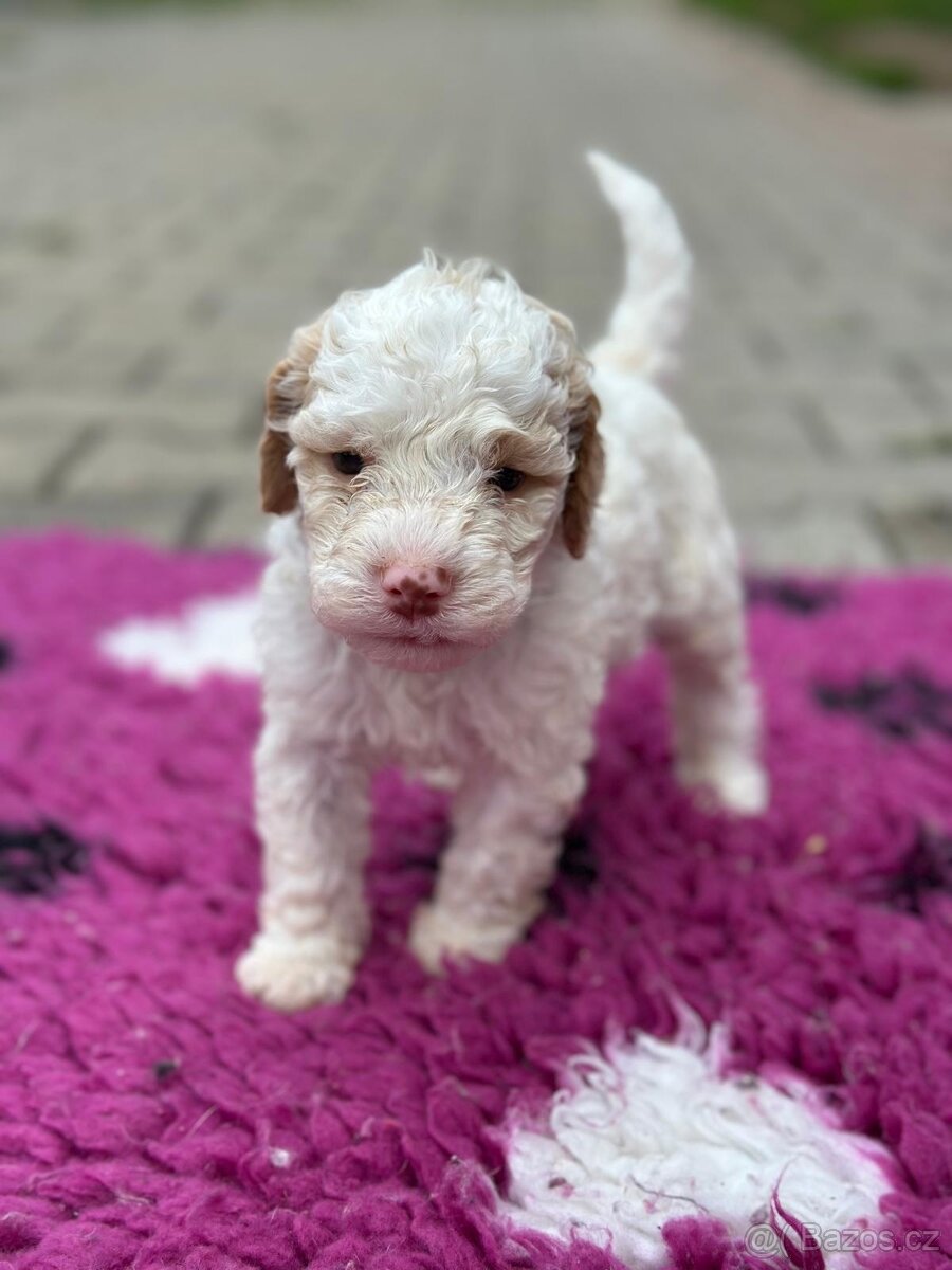 Lagotto romagnolo s PP