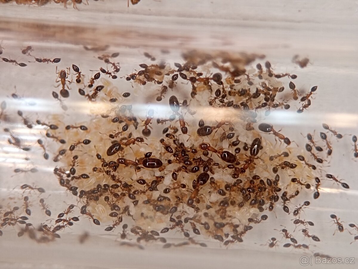 Mravenec květinový (Monomorium floricola)