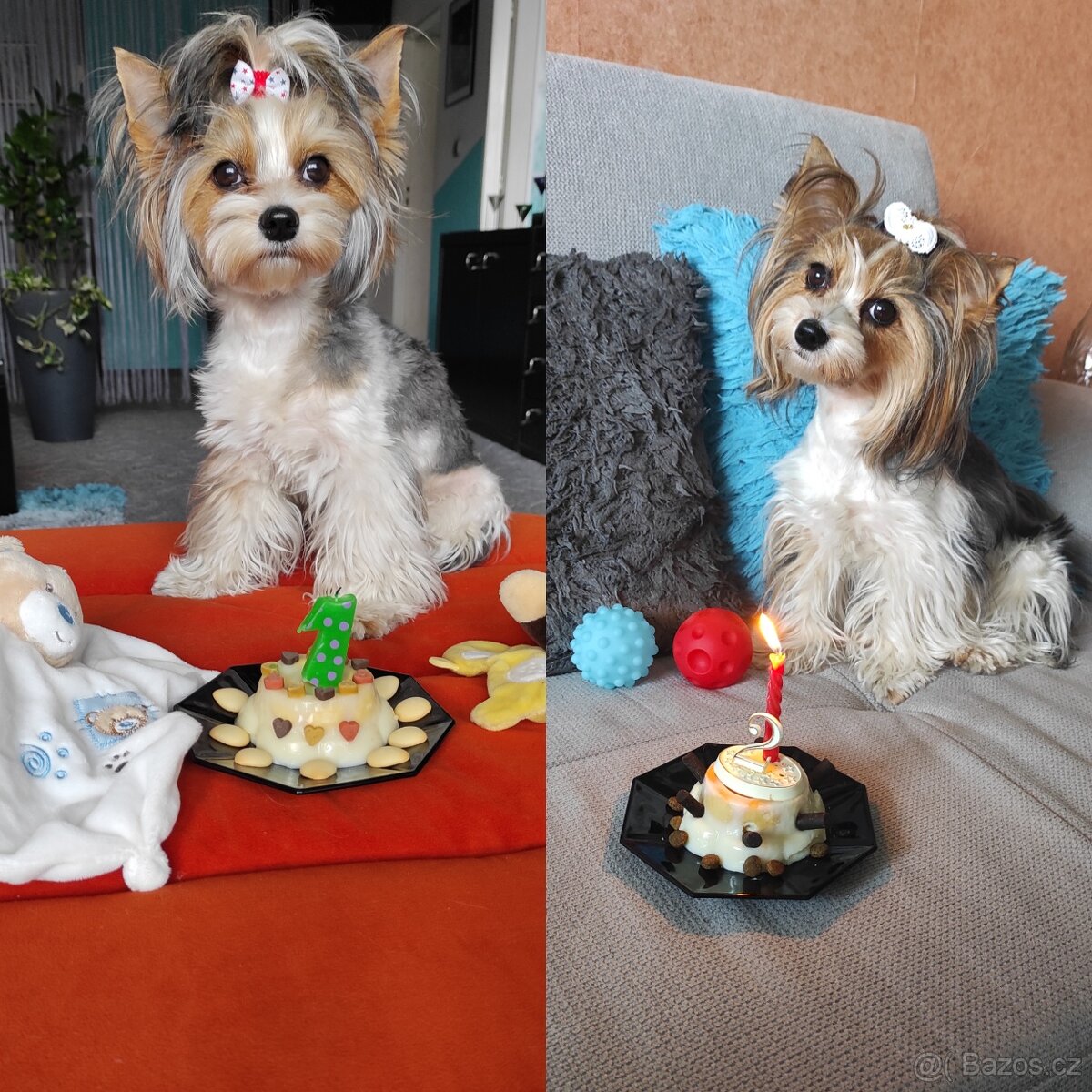 Hledáme krytí/ženicha Biewera