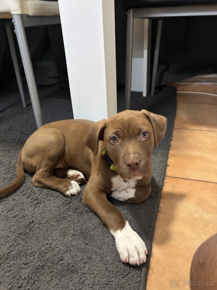 Prodám staford štěně