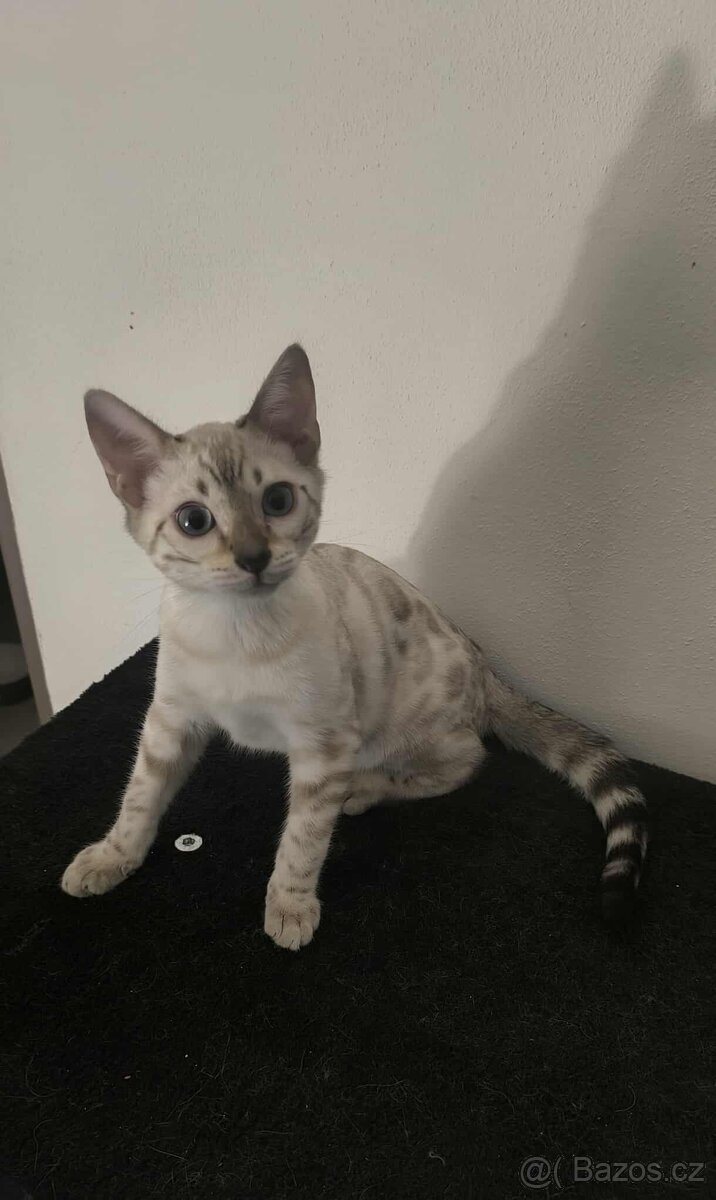 Bengálská kočka, koťata, kocourek 🐆