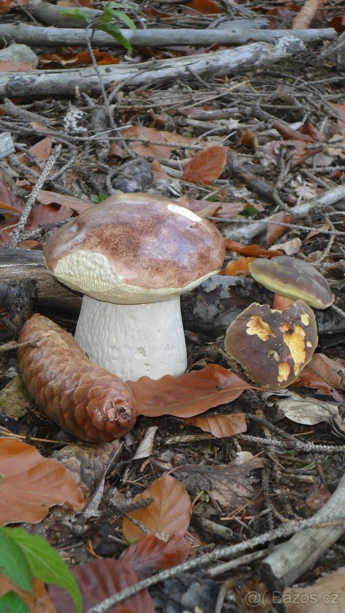 Zahradní dekorace - hříbek, houbička