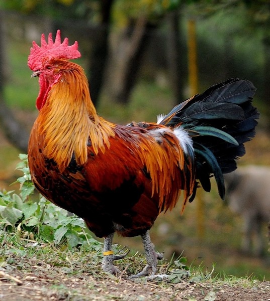 Česká zlatá kropenka