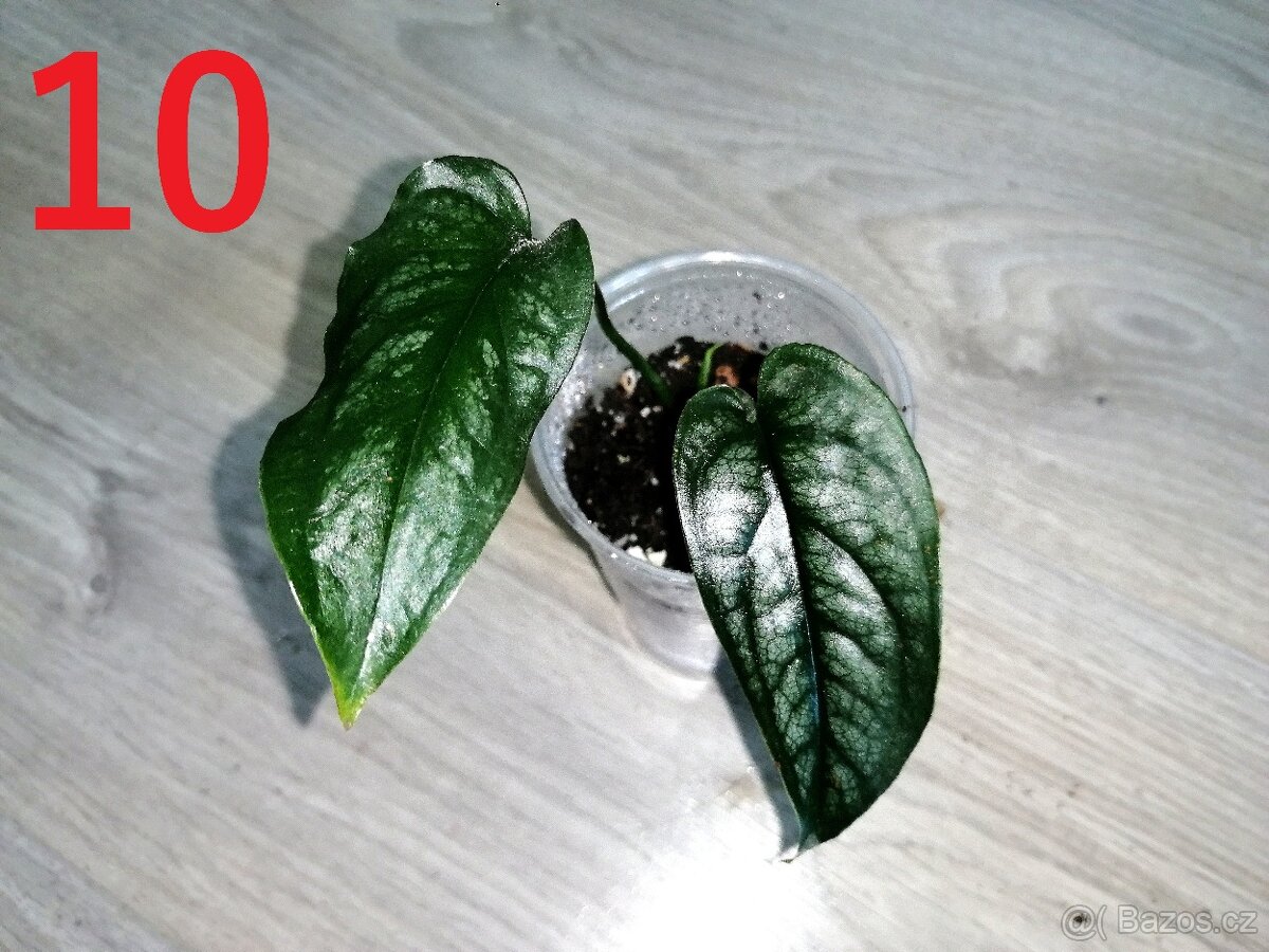 10.Monstera Siltepecana
