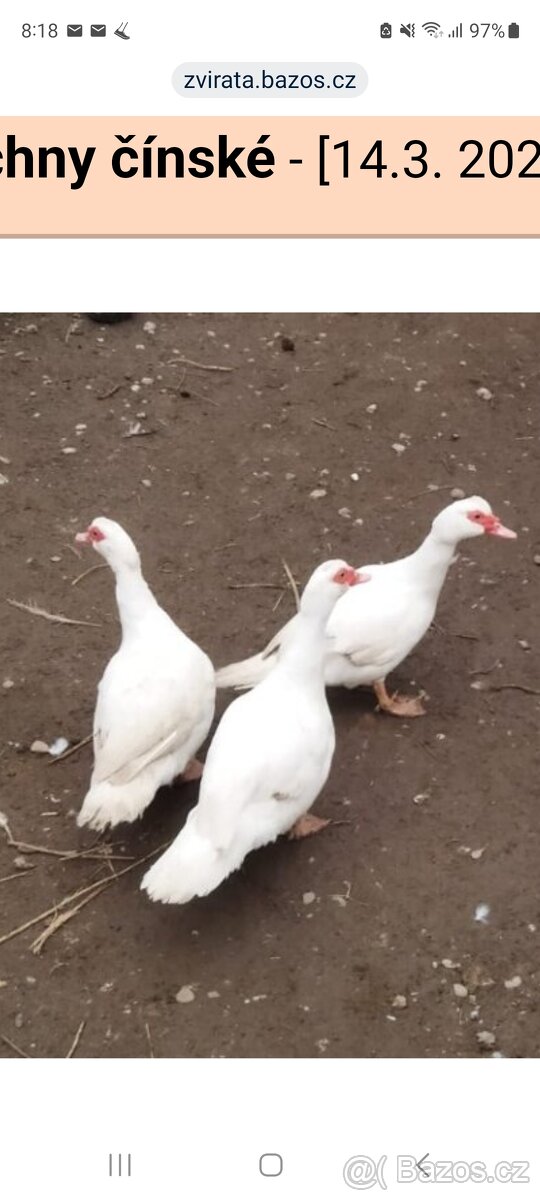 Kačer,kachna