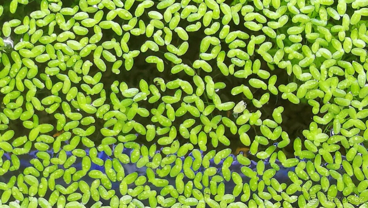 Lemna minor (okřehek menší) – vodní rostlina na prodej
