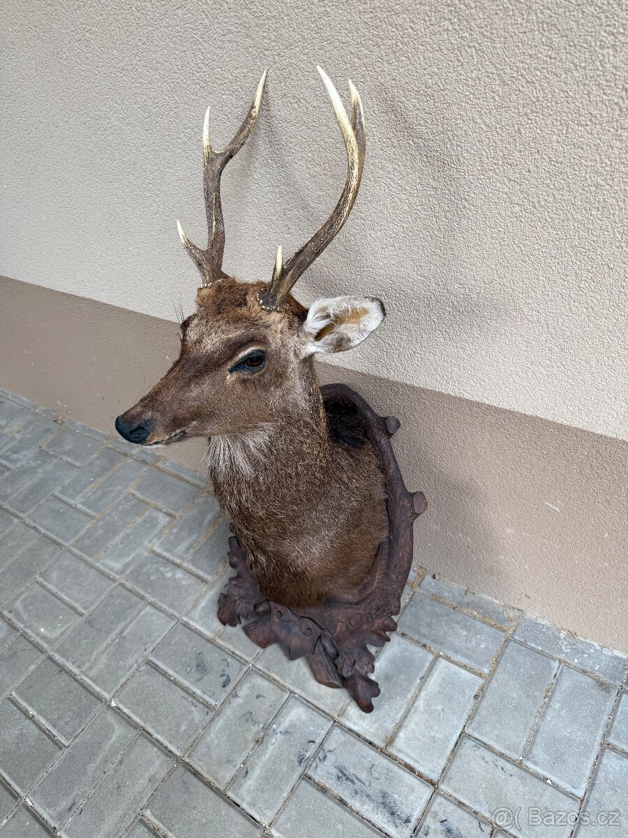 Trofej,paroží,sika