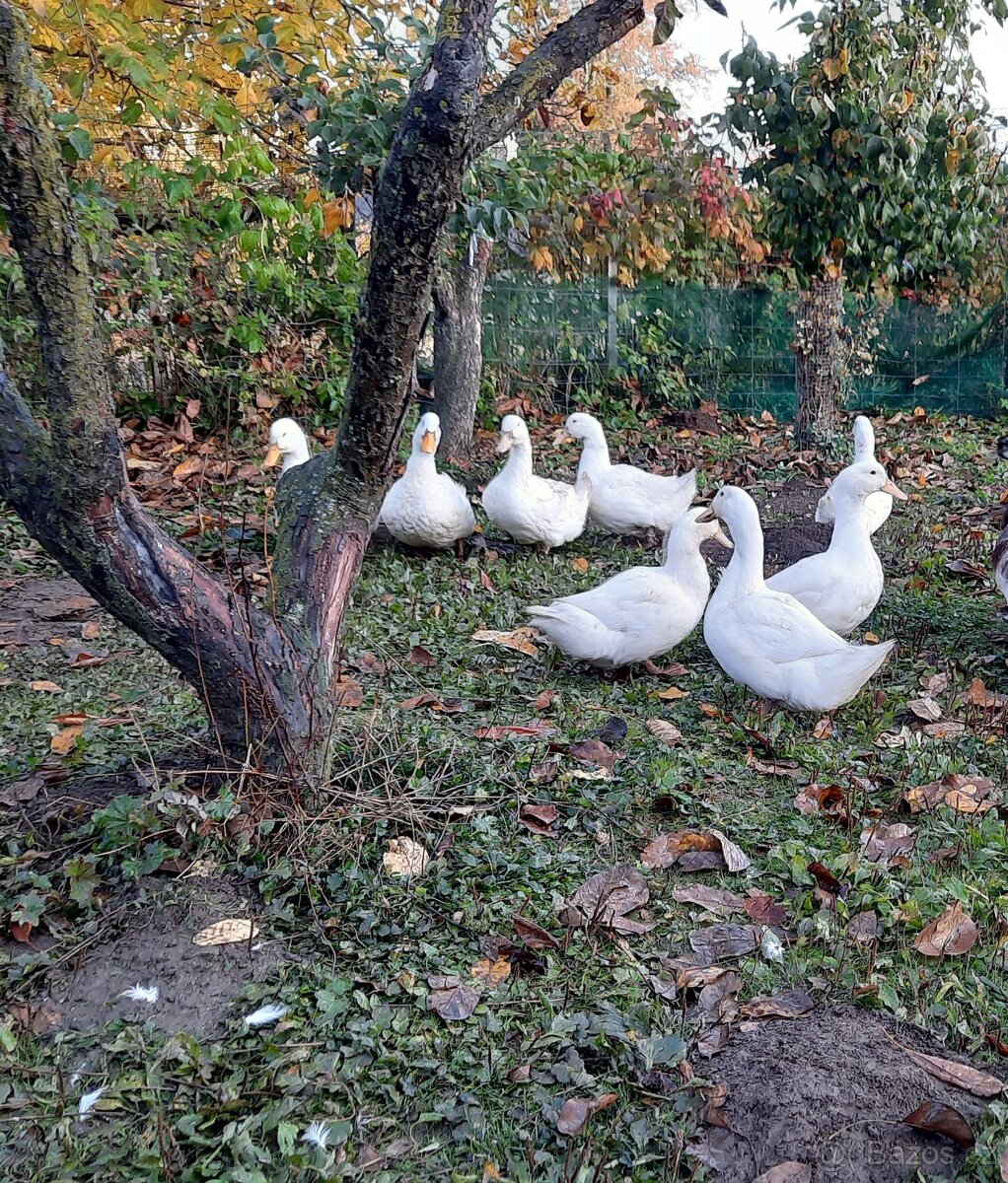 Násadová vejce kachen pekingských