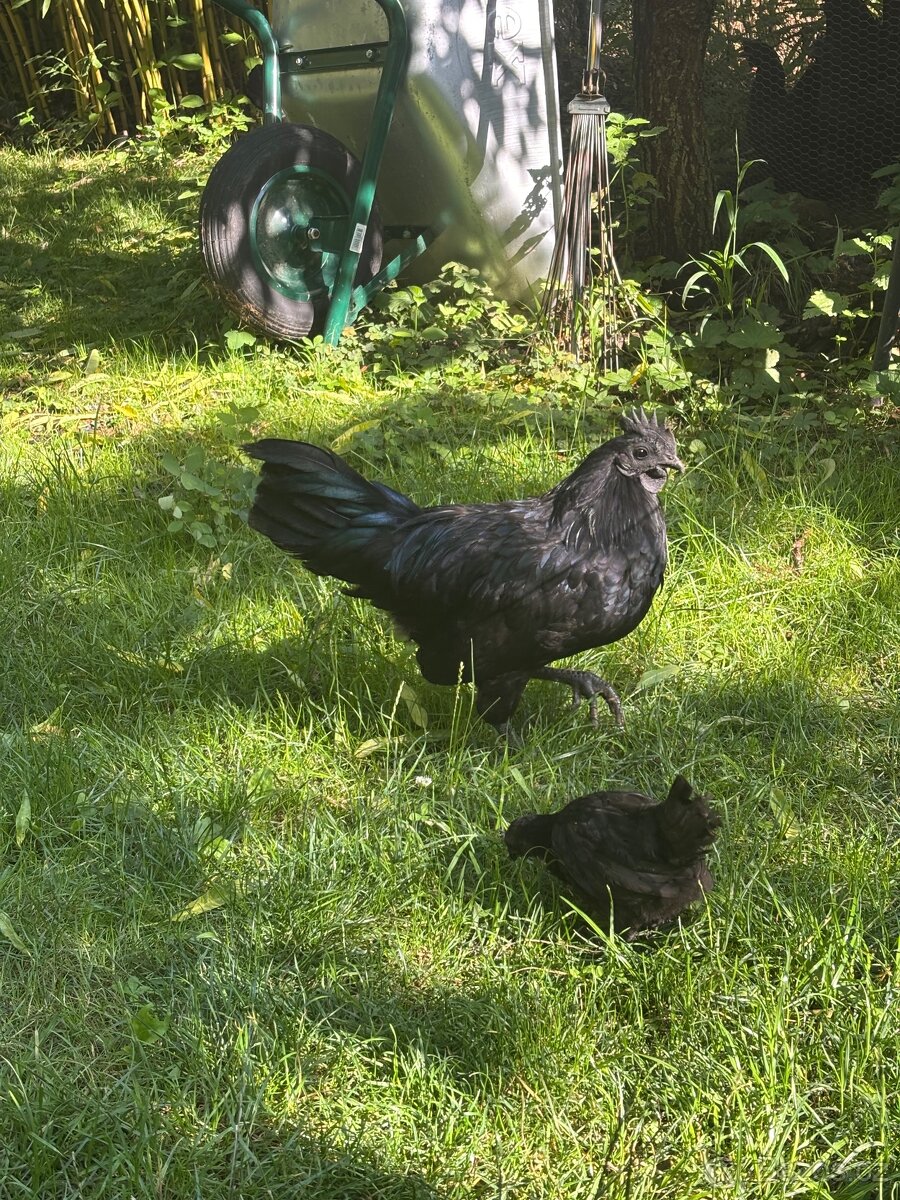 Ayam cemani