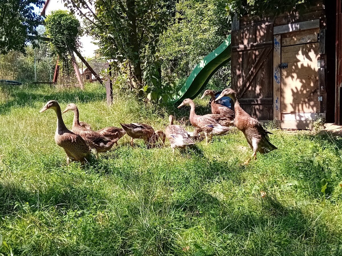 Indický běžec