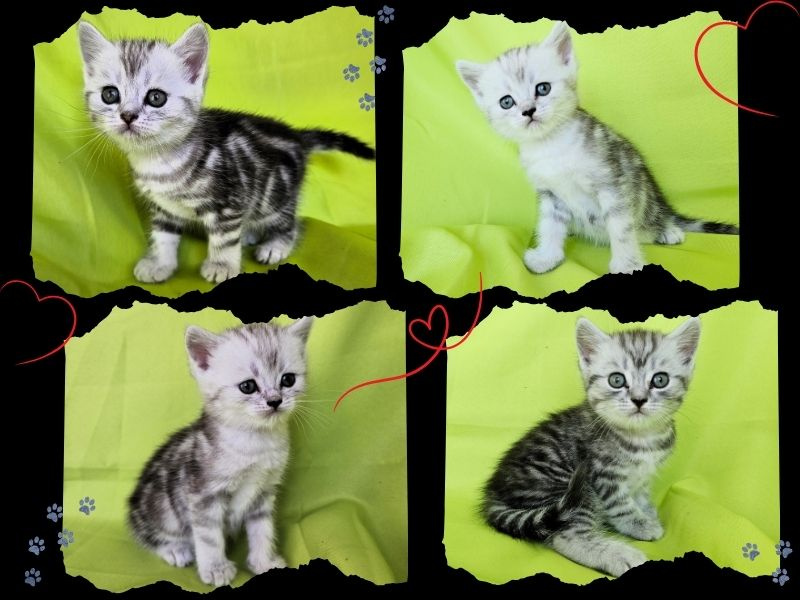 6 britských whiskas koťátek – 3 holky a 3 kluci 🐾