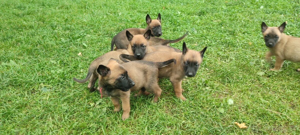 Belgický ovčák Malinois bez PP