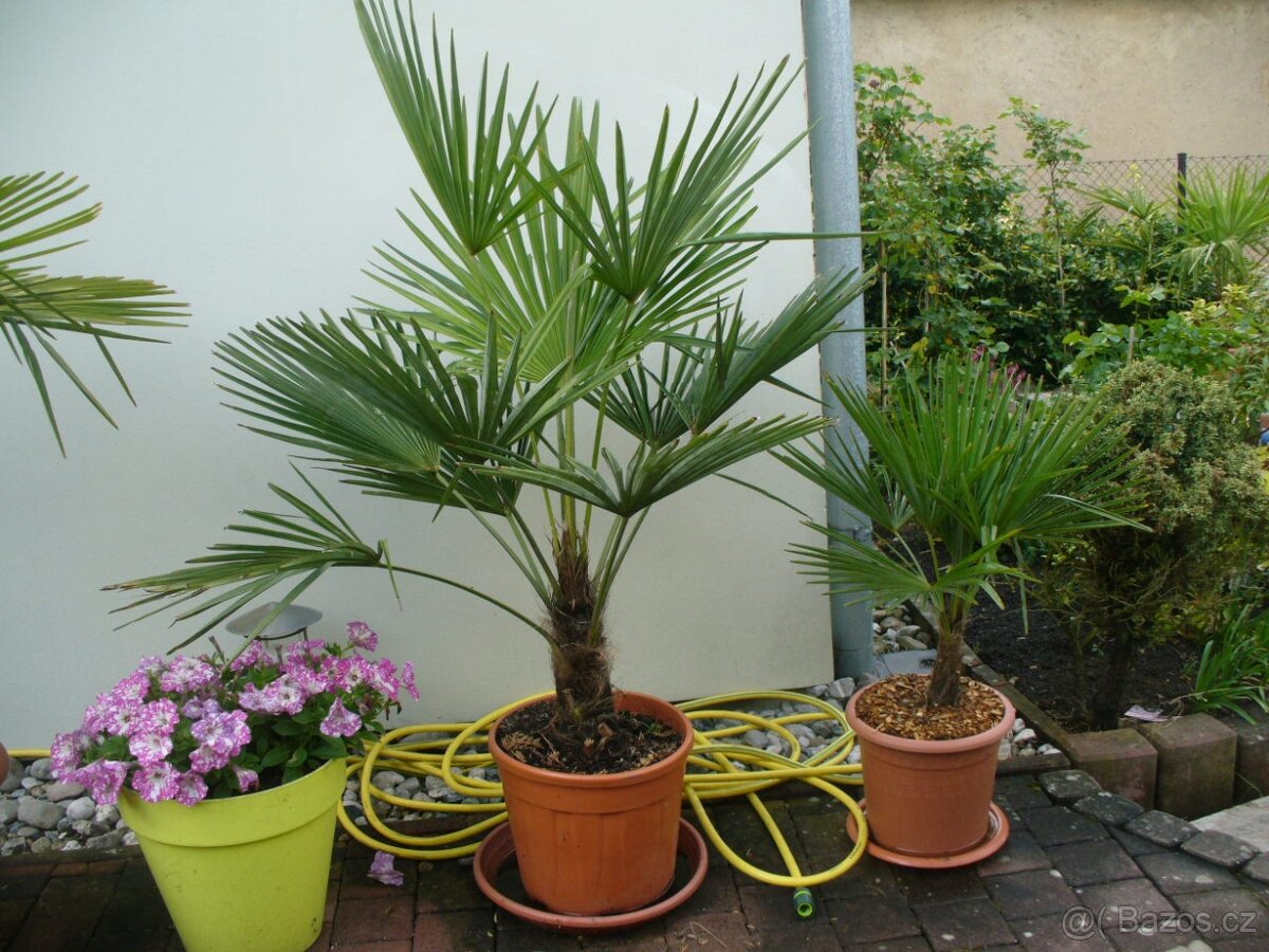 Palma Fortunei