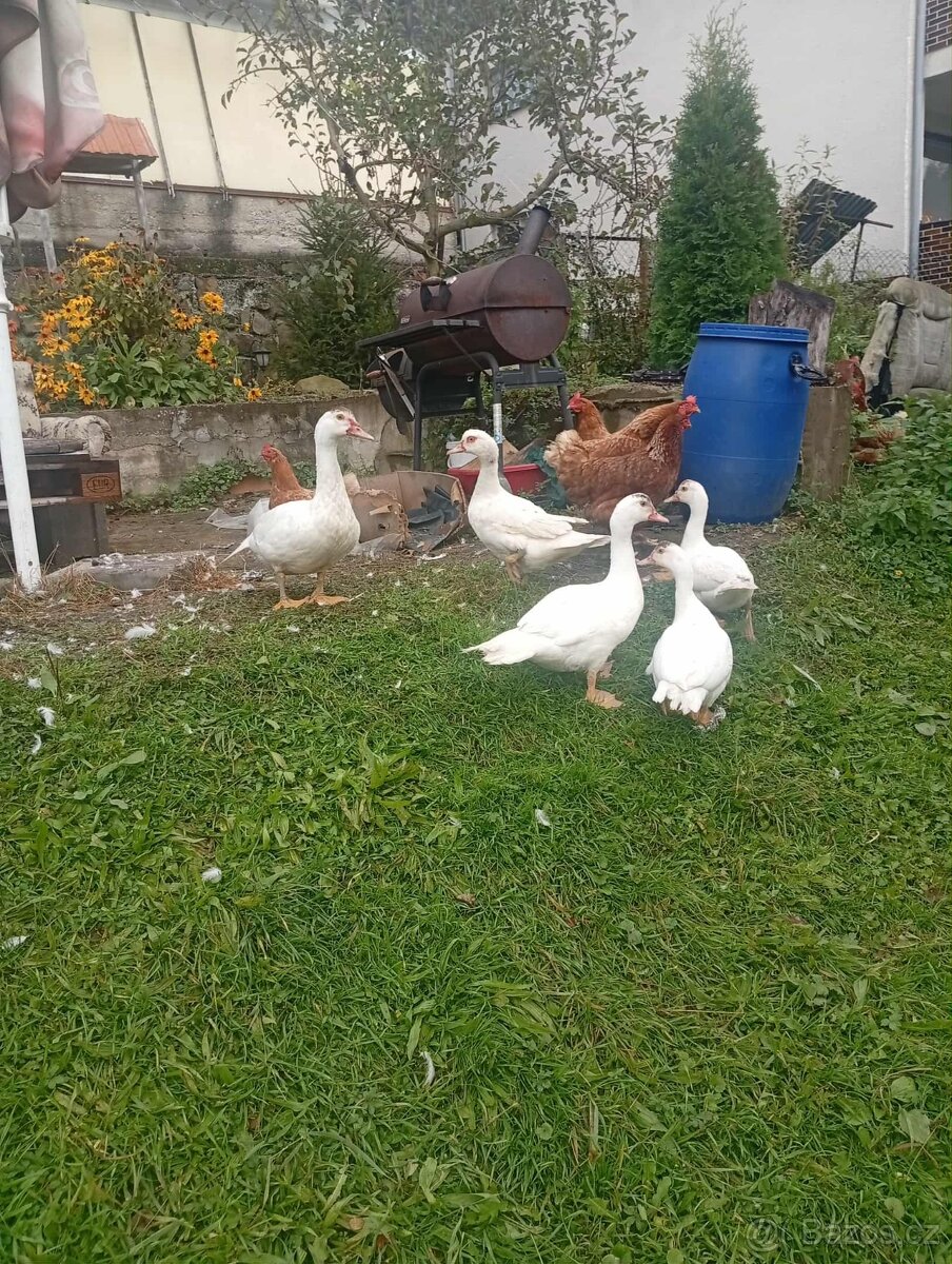Nabízím pižmové kachny