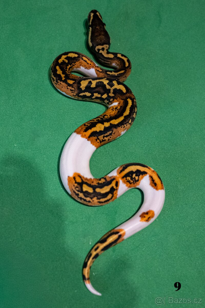Krajta královská/python regius