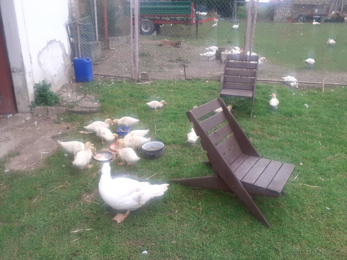 Prodáme kachny pizmove