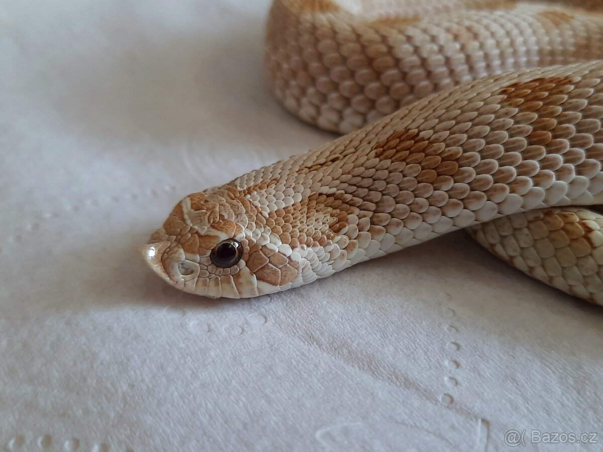 Heterodon nosatý - 1.0 NZ 2022