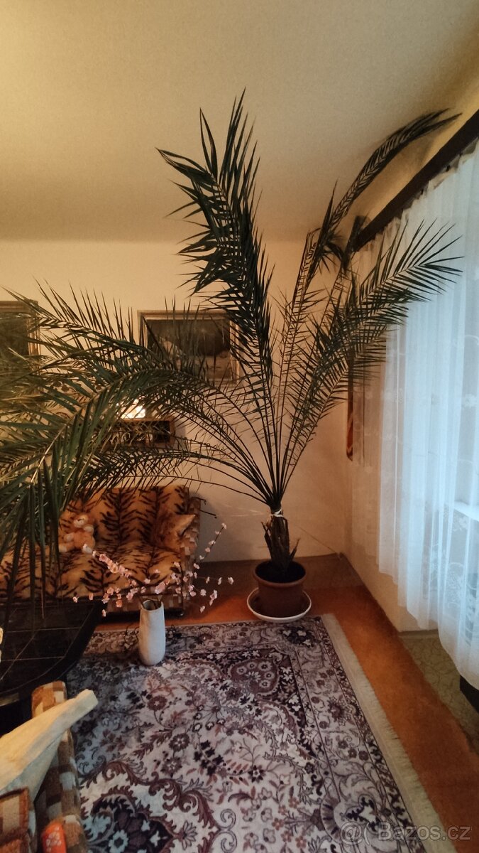 Vzrostlá "pokojová" palma