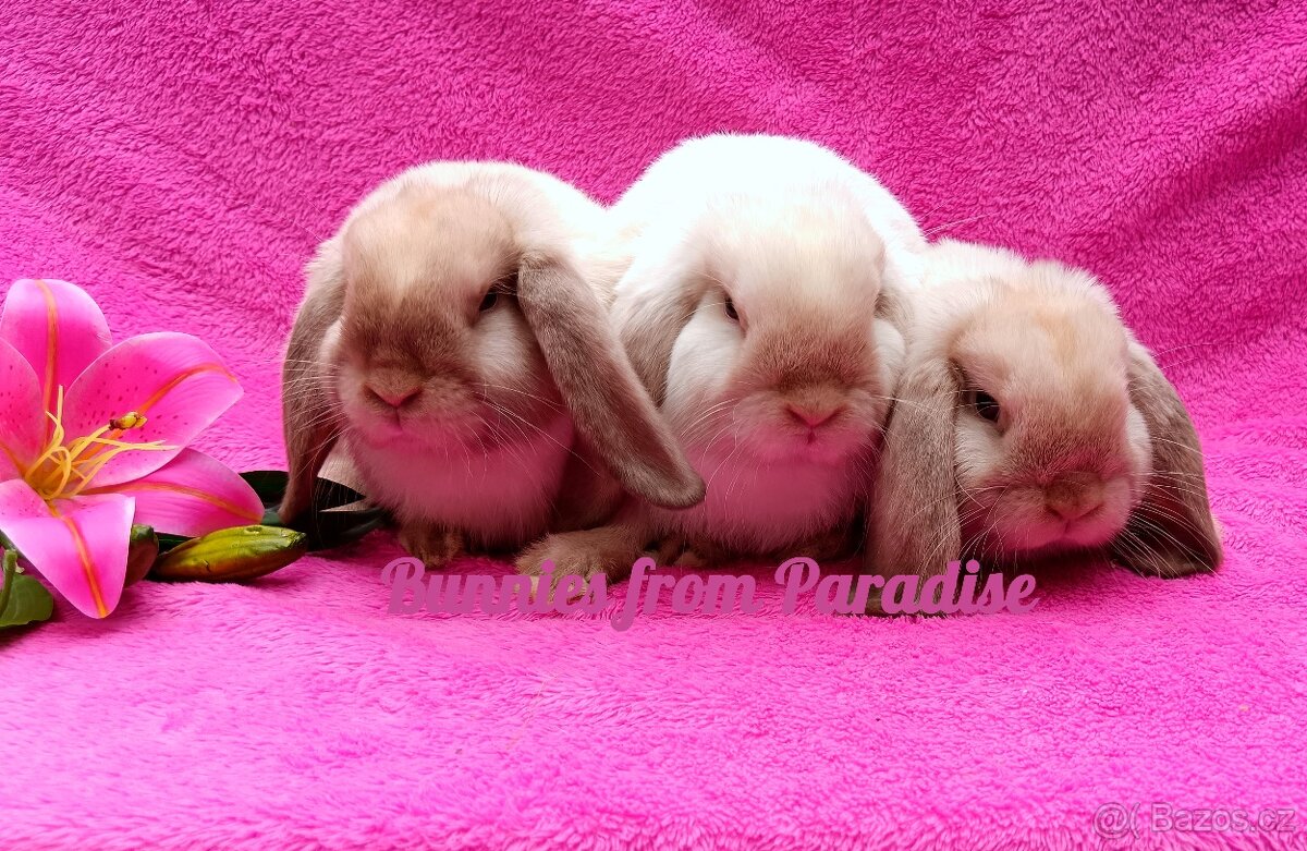 ROZTOMILÍ KRÁLÍČCI HLEDAJÍ NOVÝ DOMOV ❤️❤️❤️