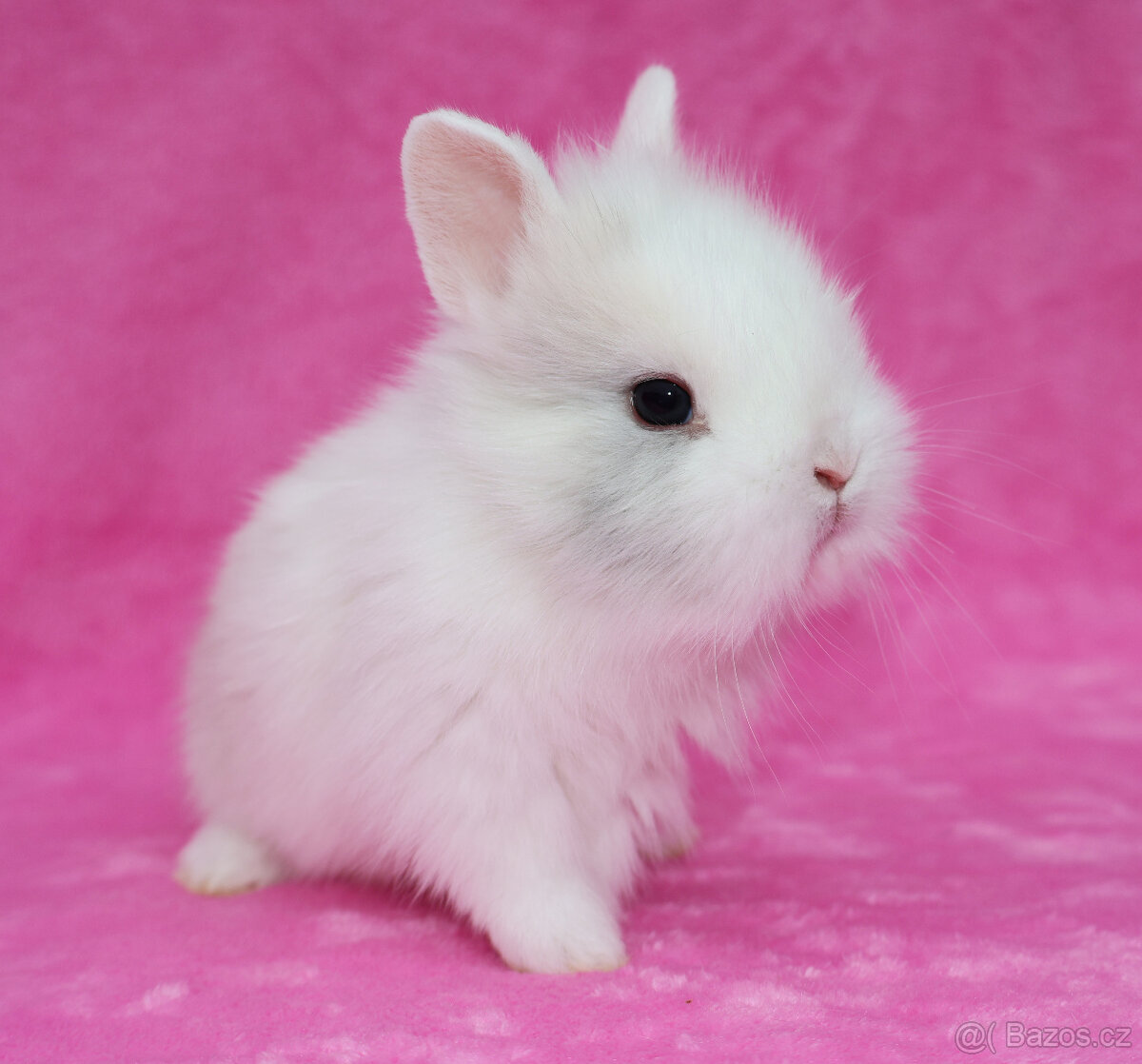 Zakrslý krátkouchý králíček lvíček . Sameček