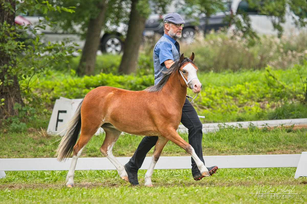 Welsh mountain pony