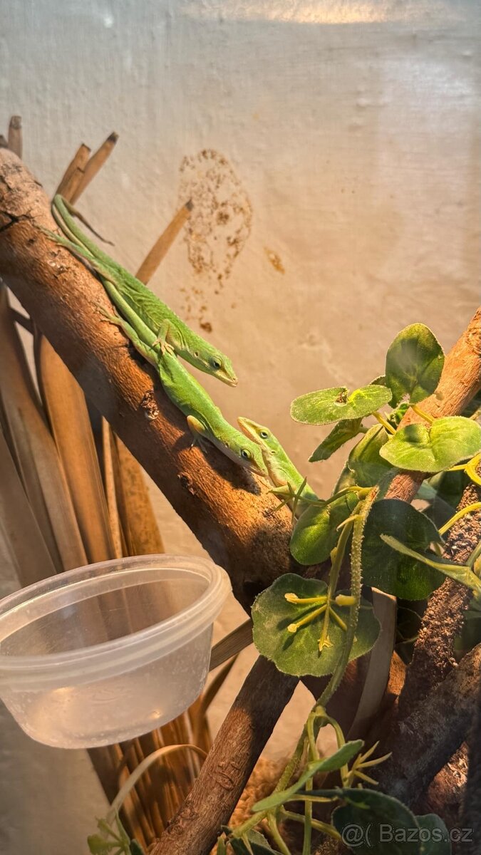 Anolis Rudokrký
