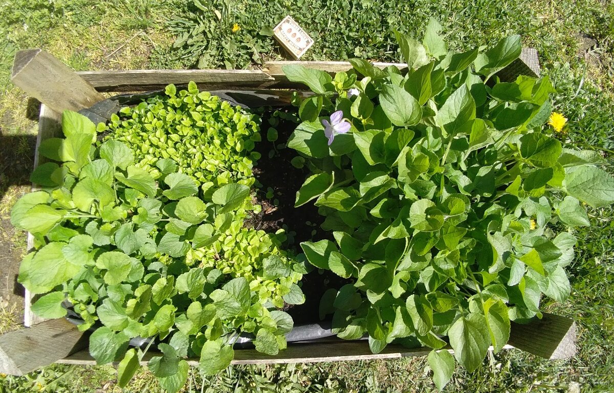 Fialka fialová a bílá BIO - velké trsy