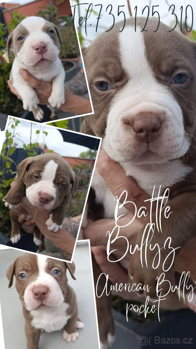 American Bully POCKET/Standard TOP krevní linie