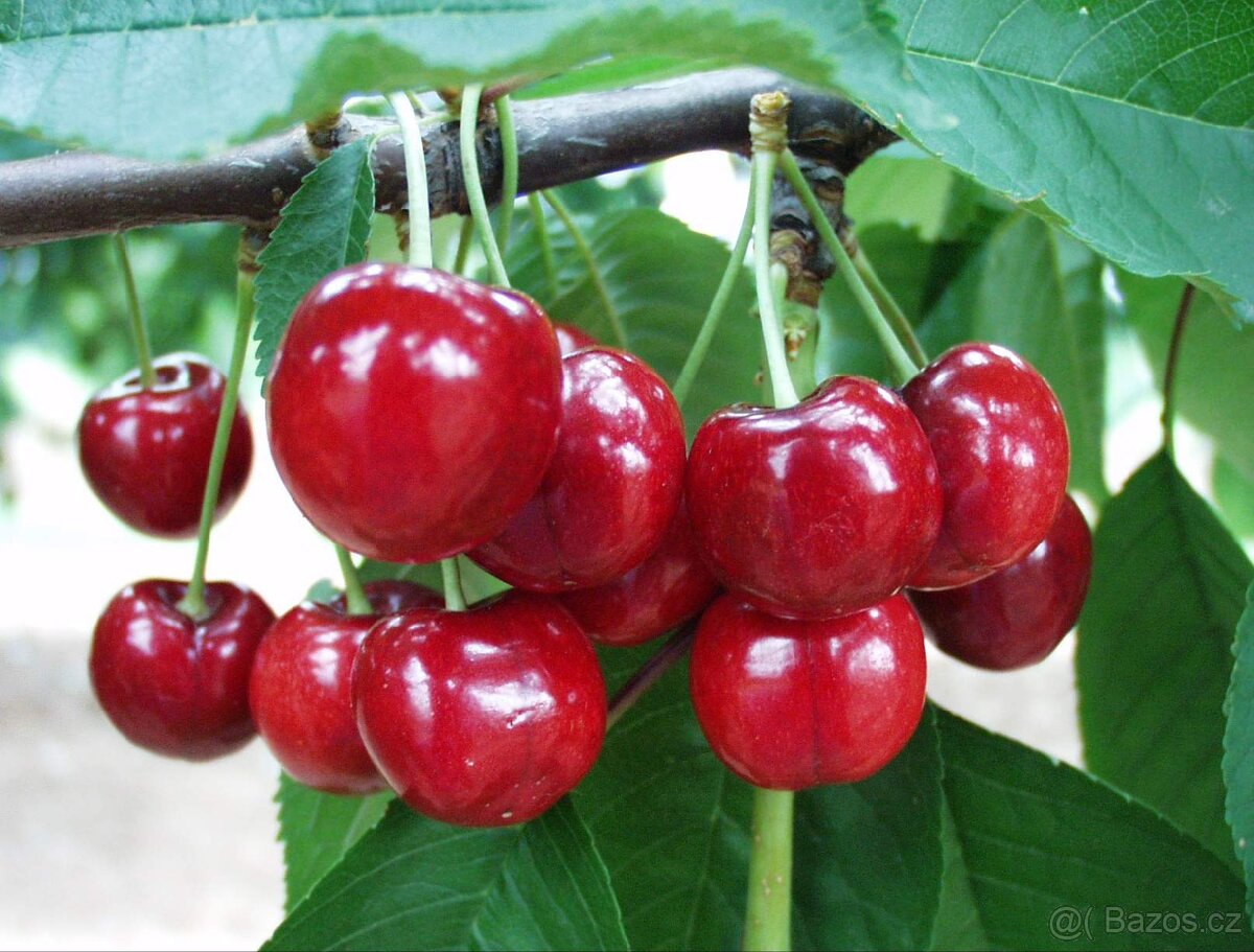 Třešně