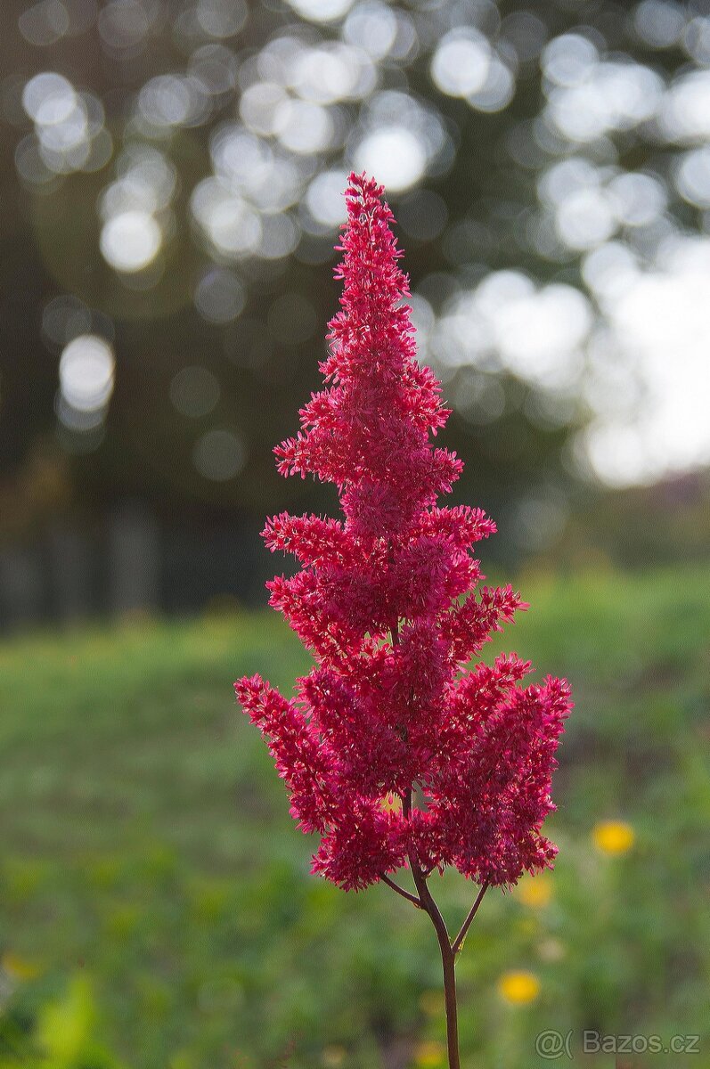 Astilbe, cechrava bila, ruzova, cervena