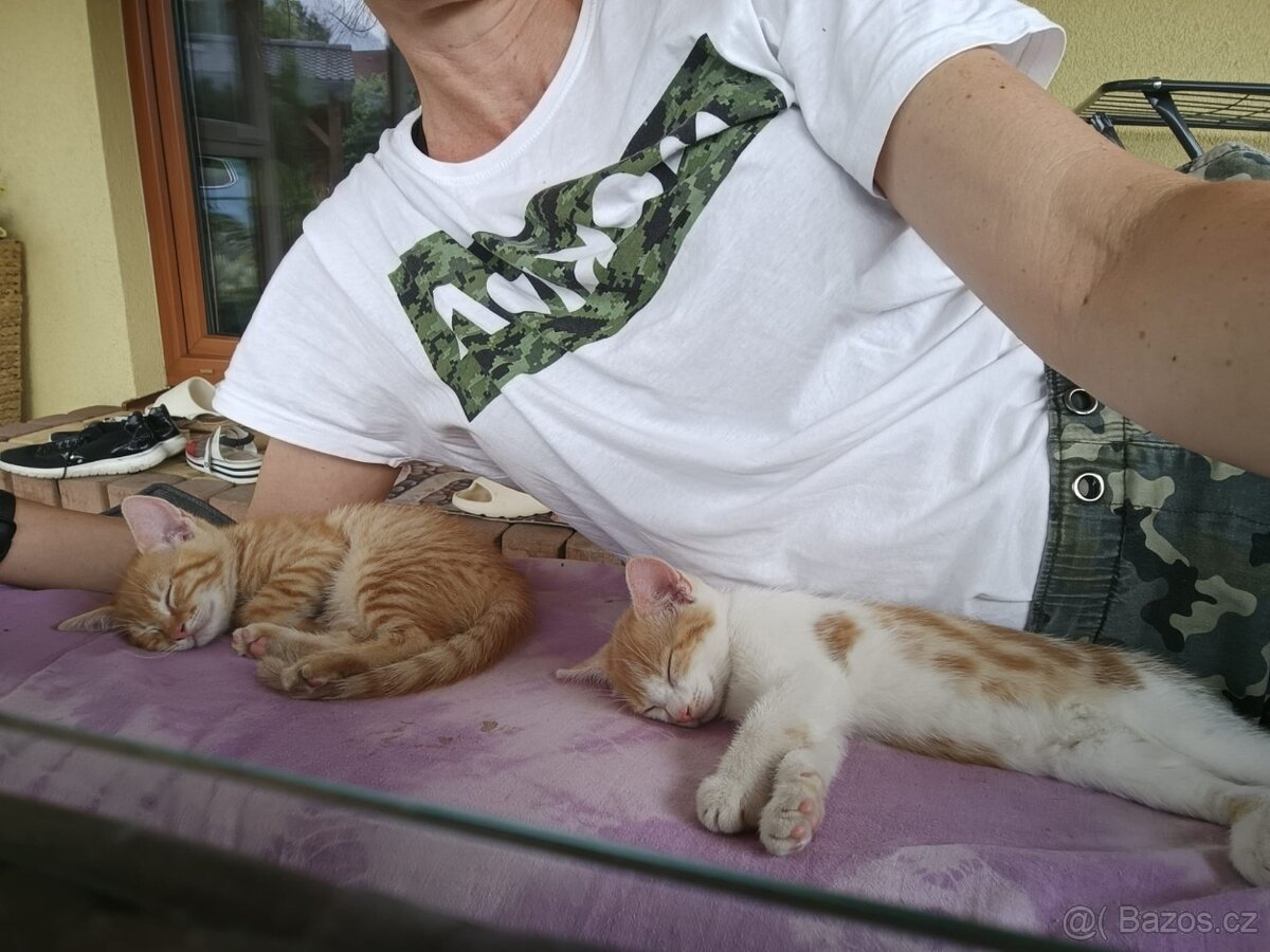 Koťata zdarma, k odběru ihned