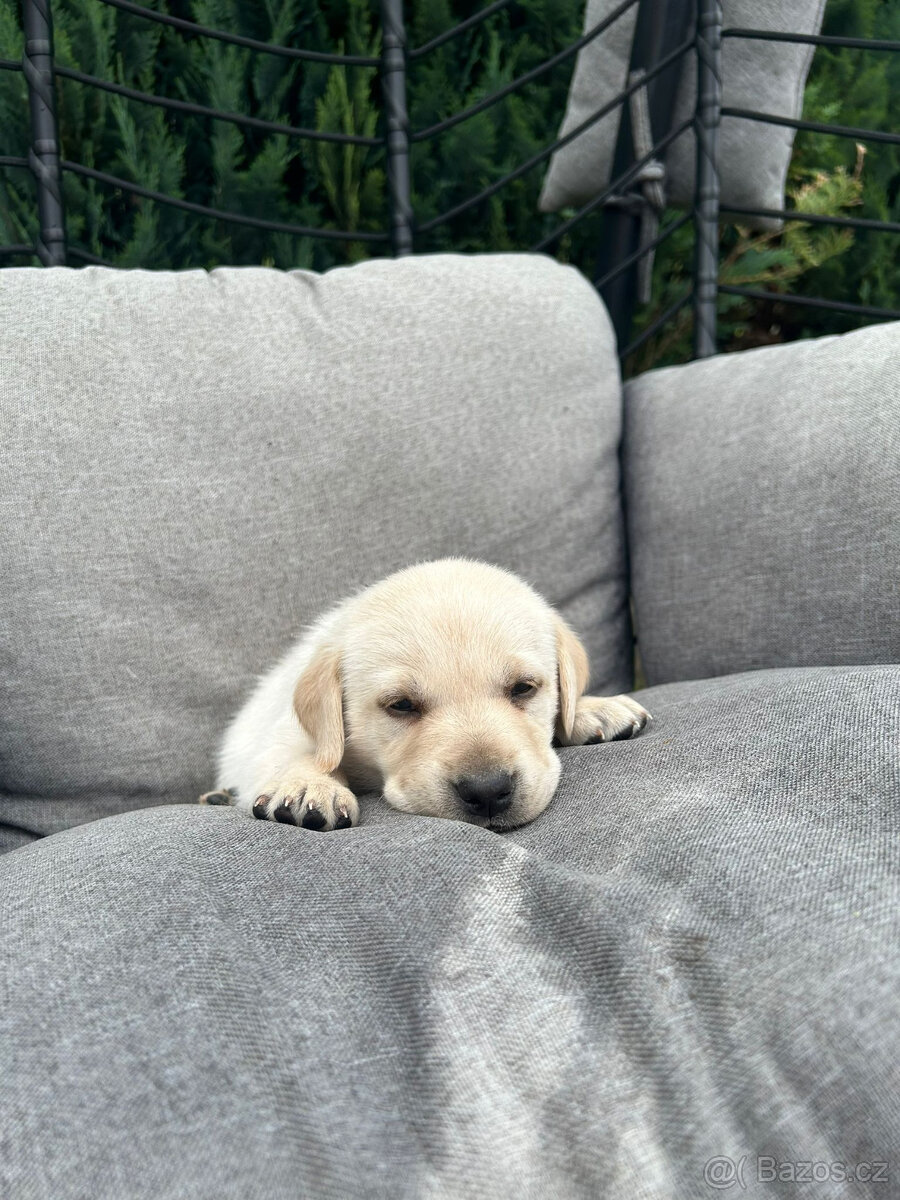 Labrador