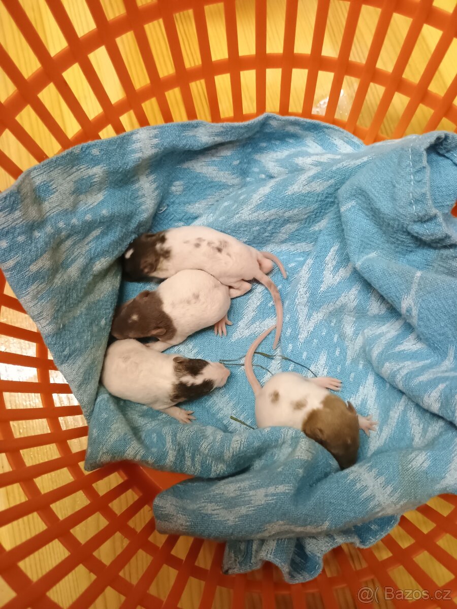 Dumbo potkan