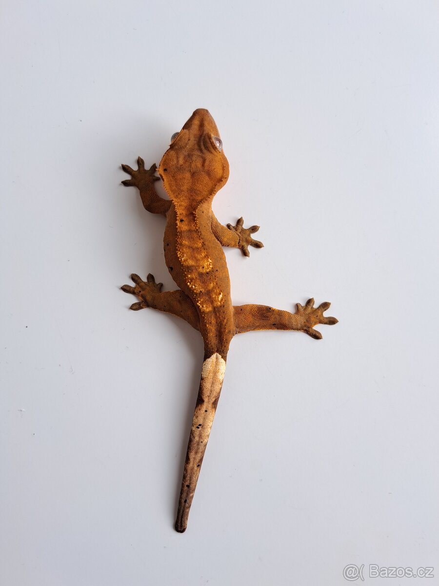 pagekon řasnatý samec.