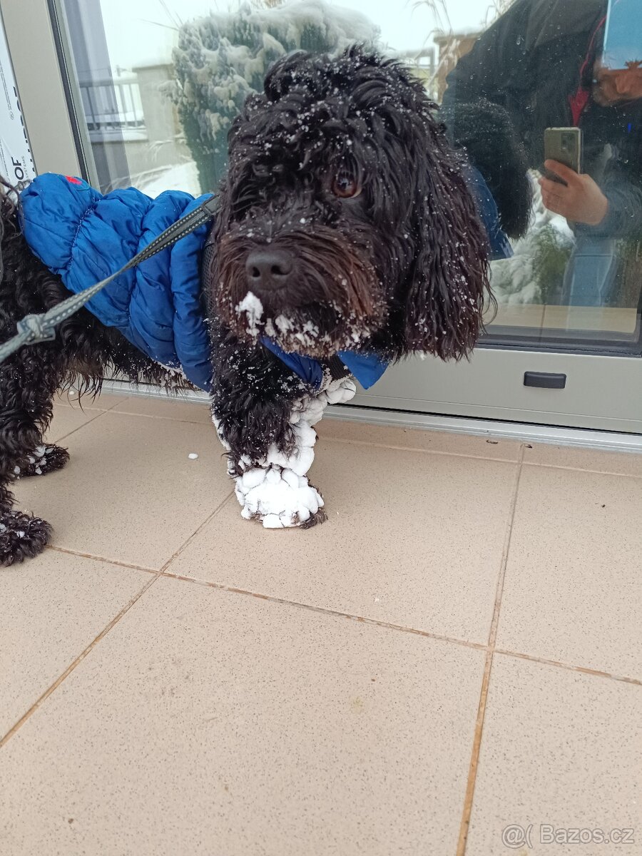 Krytí havansky psik