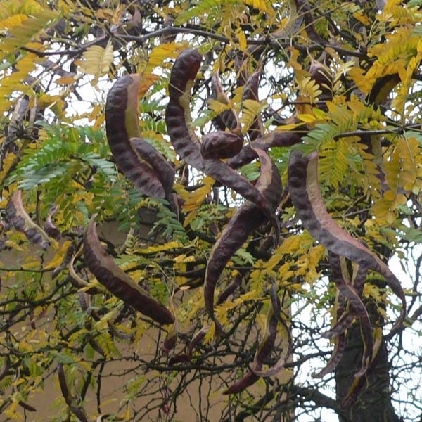 Dřezovec - okrasný prvek v zahradě