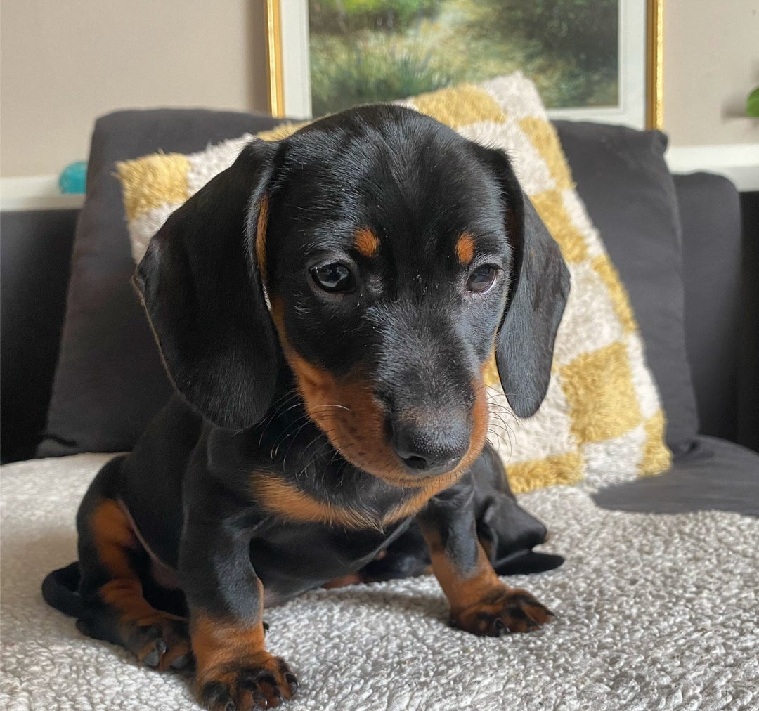 Jezevčík trpasličí