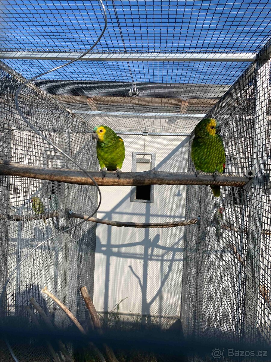 Amazoňan modročelý