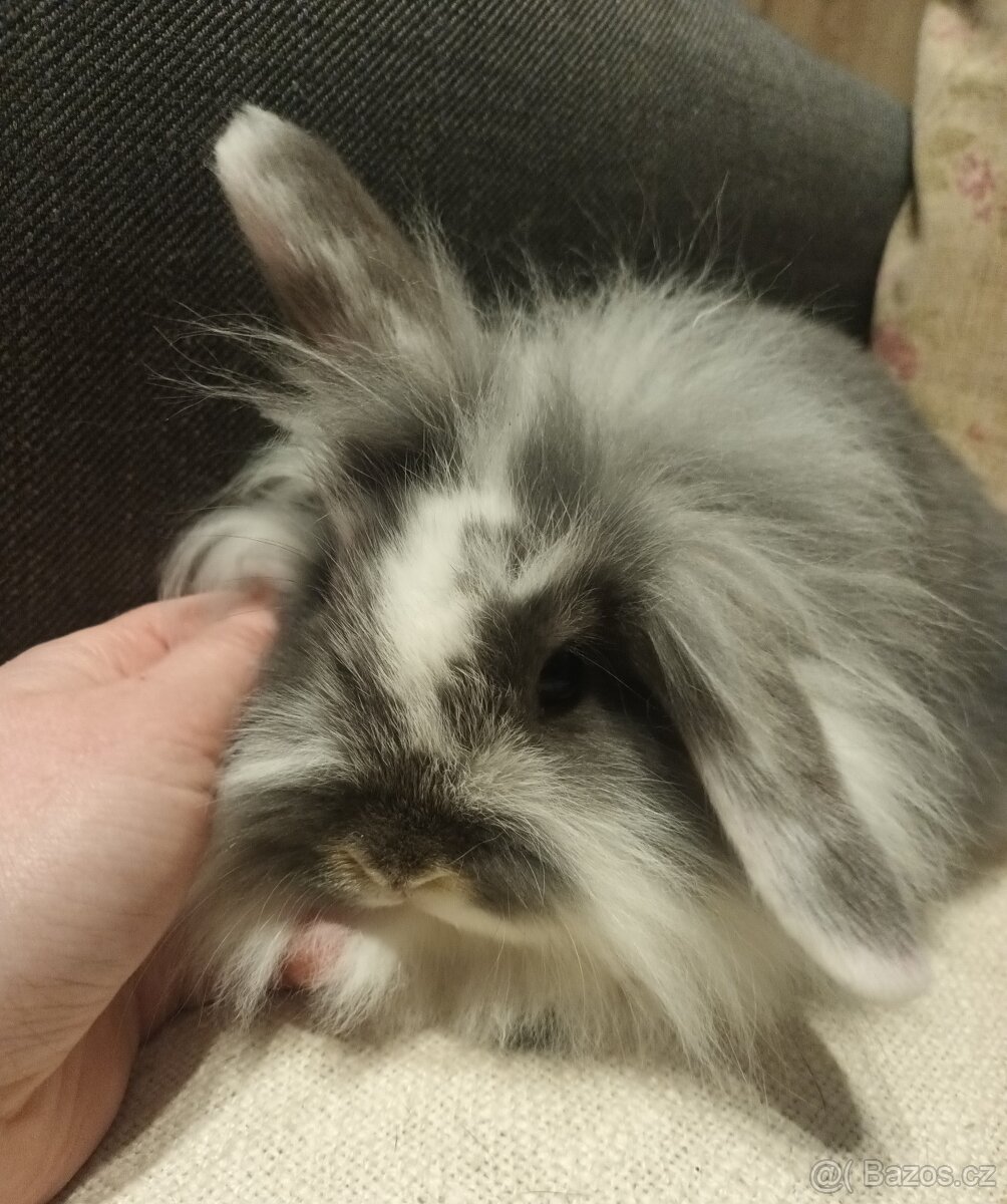 Zakrslý králík - samička - beránek