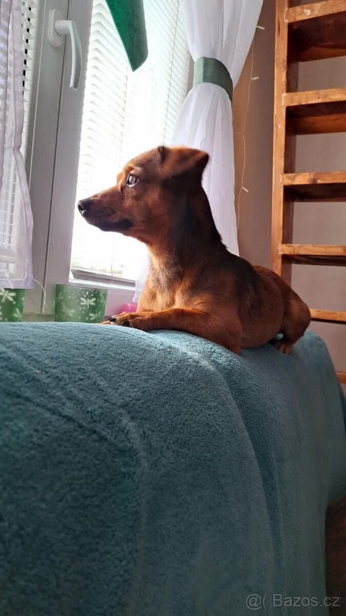 Daruji pejska do dobrých rukou
