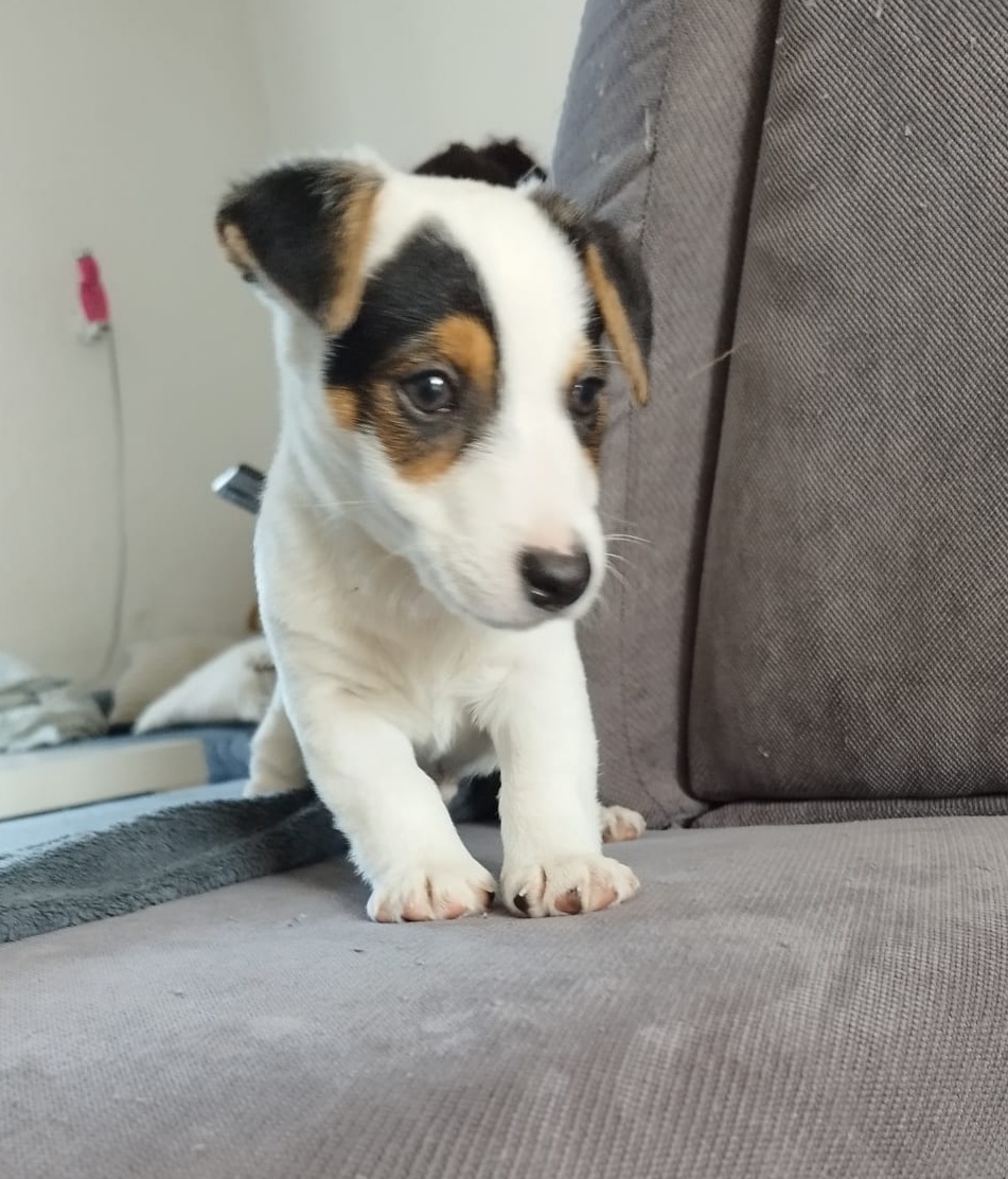 Jack Russell