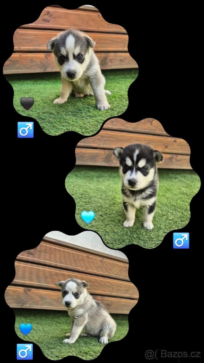 Sibiřský Husky - štěně