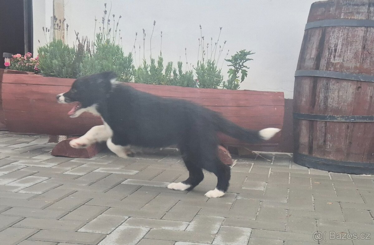 Border kolie s PP fenečka k odběru
