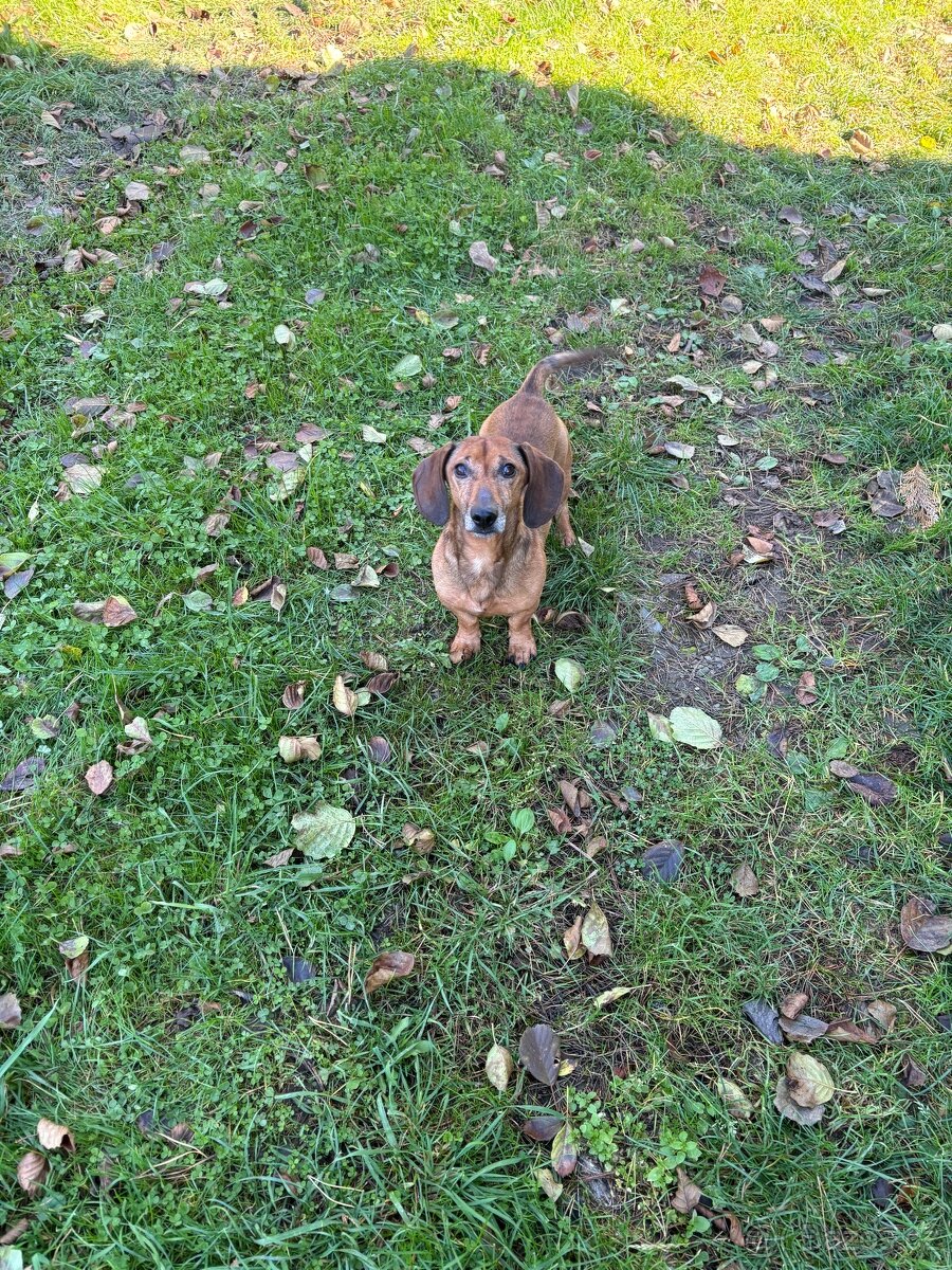 trpasličí jezevčík pejsek