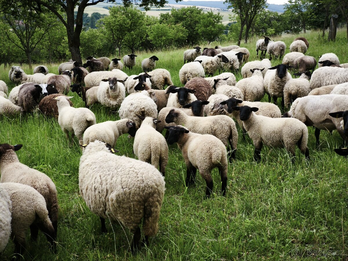 Prodám jehňata s bio certifikátem