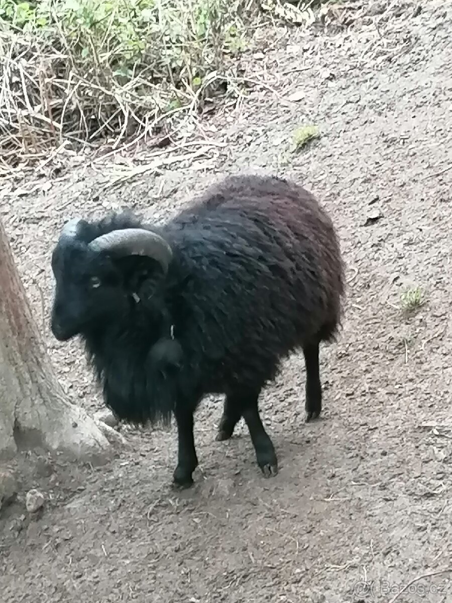 Ovce Quessantská beránek