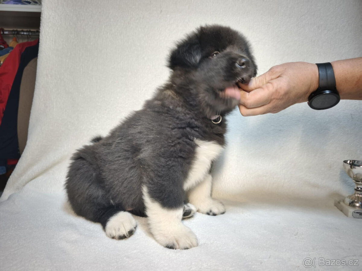 Americká Akita štěně s PP