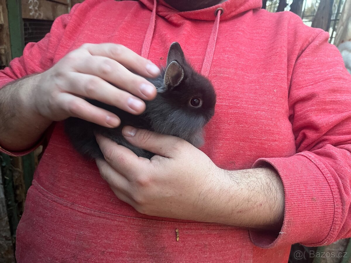 Zakrslý králíčci