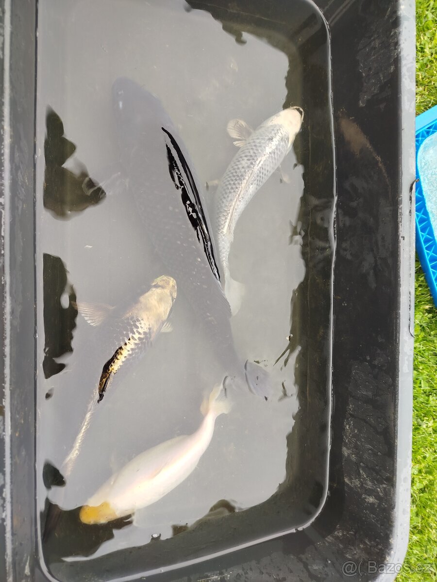 Koi kapr